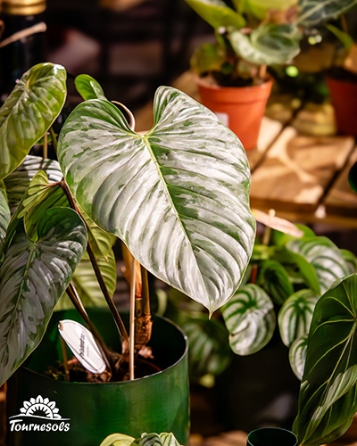 Gros plan sur un Philodendron en pot aux grandes feuilles en forme de cœur, marbrées de vert et d'argent.